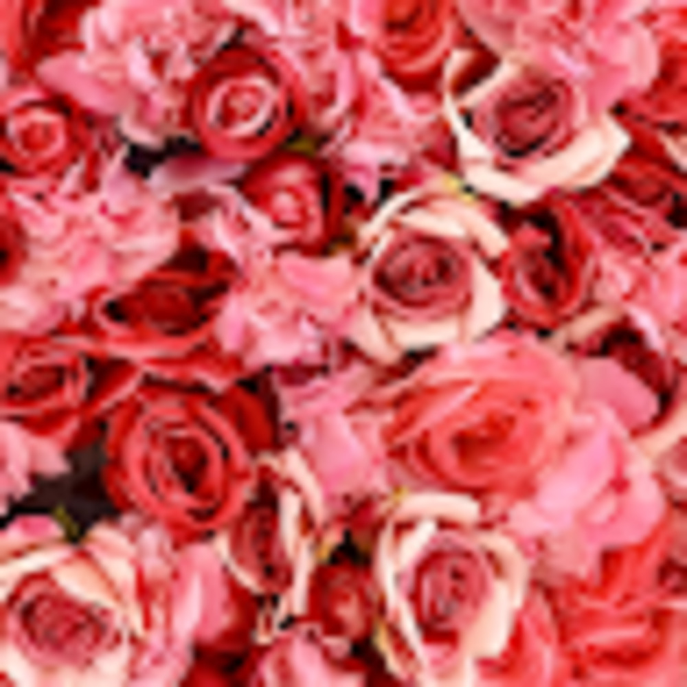 Meet your Posher, Rosalie